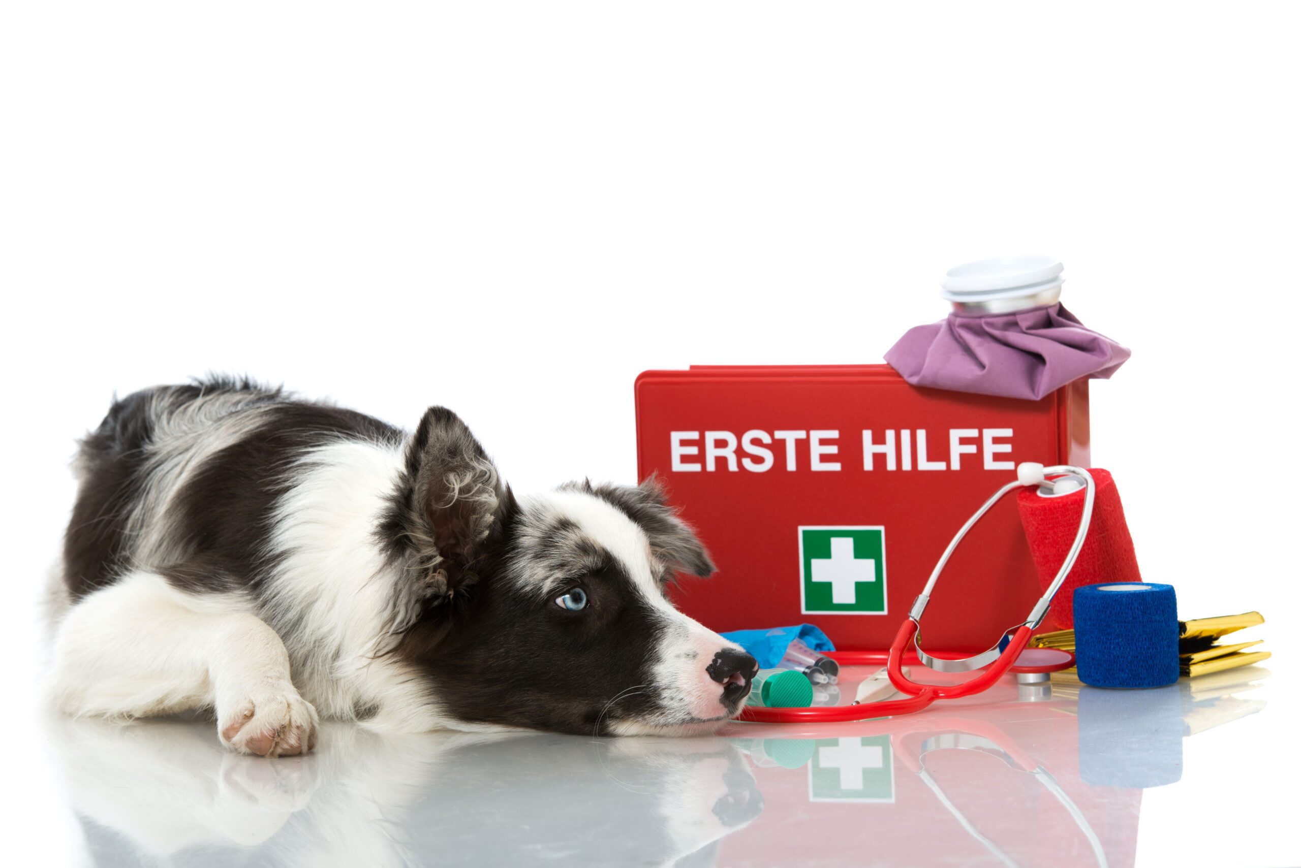 Ein Hund liegt vor einem Erste Hilfe Koffer